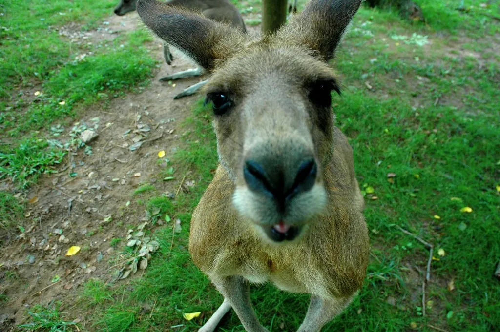 Vår første dag i Brisbane, Australia